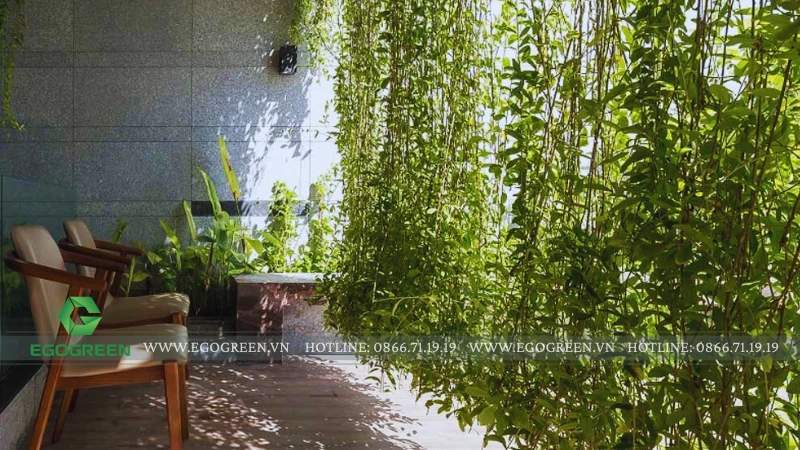 Lợi ích của trồng cây bụi và cây leo trong việc chắn gió, chống bão hiệu quả